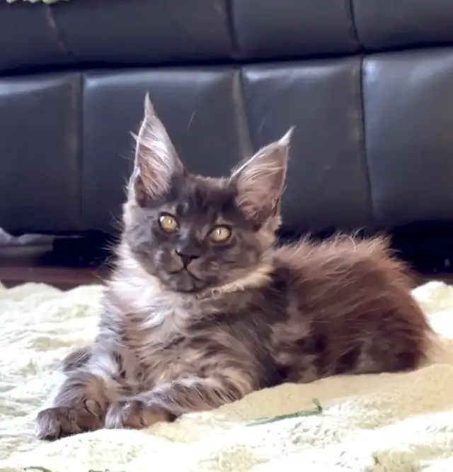 Purebred Maine Coon Kittens – Now Open for Reservation!
