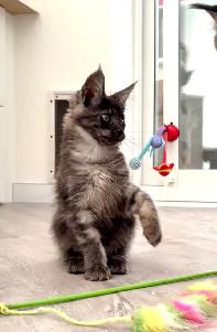 Purebred Maine Coon Kittens – Now Open for Reservation! - Photo 2