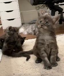 Purebred Maine Coon Kittens – Now Open for Reservation! - Photo 3