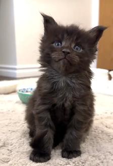 Purebred Maine Coon Kittens – Now Open for Reservation! - Photo 4