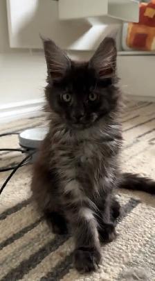 Purebred Maine Coon Kittens – Now Open for Reservation! - Photo 7
