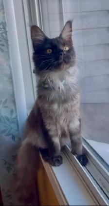 Purebred Maine Coon Kittens – Now Open for Reservation! - Photo 9