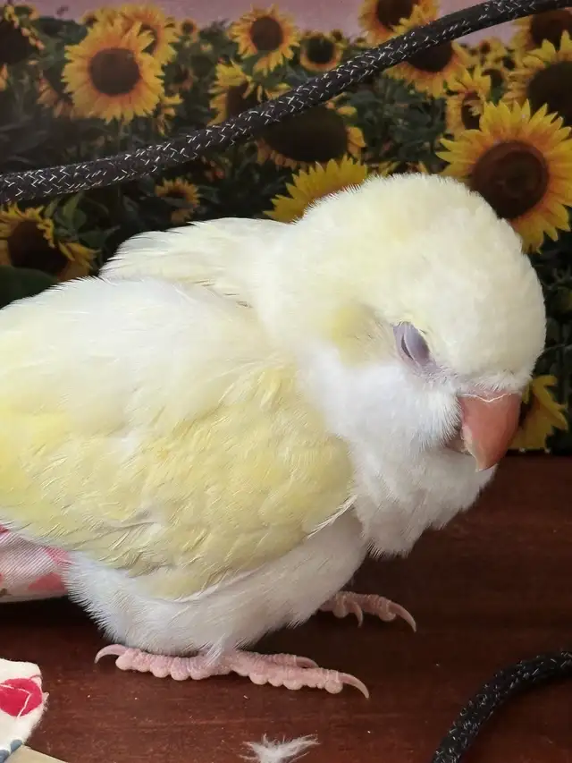 Tamed cremino Quaker baby