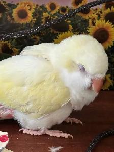 Tamed cremino Quaker baby