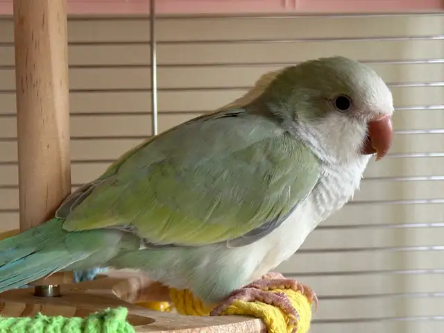 Tamed turquoise pallid Quaker baby