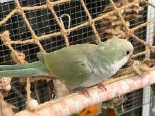 Tamed turquoise pallid Quaker baby - Photo 3
