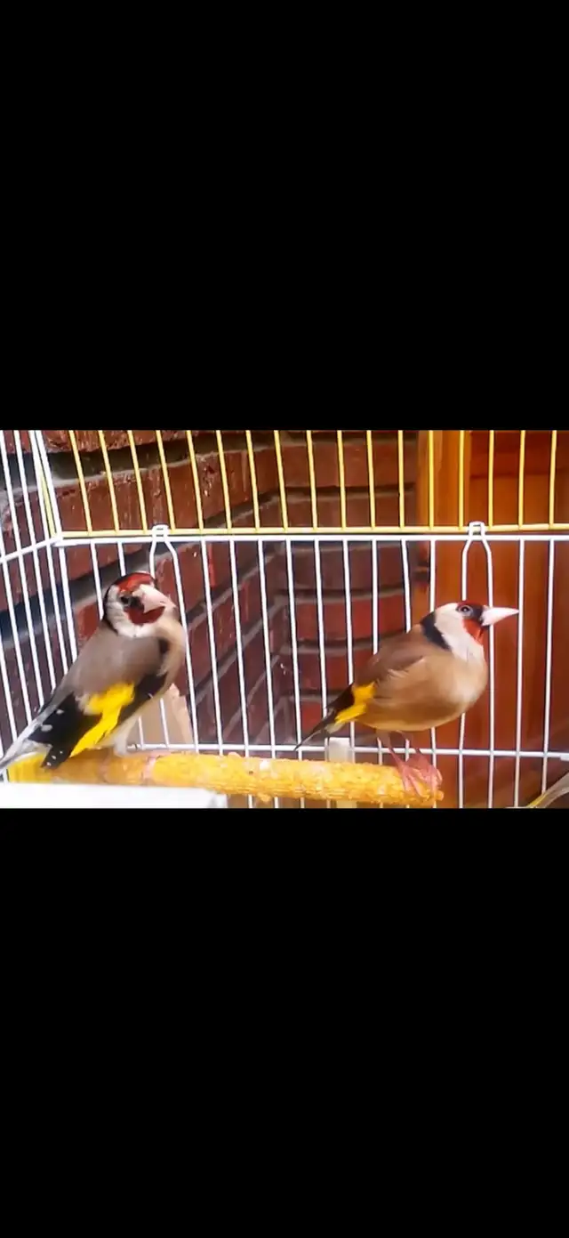 European goldfinch