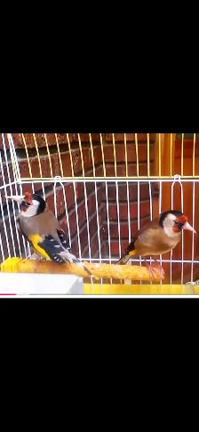 European goldfinch - Photo 2
