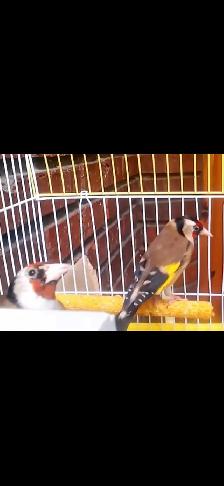 European goldfinch - Photo 3