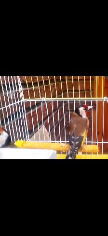 European goldfinch - Photo 4