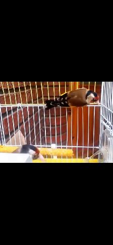 European goldfinch - Photo 5