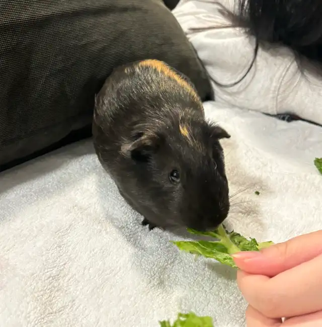 (Urgent) Guinea Pig for Adoption