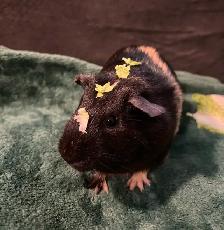 (Urgent) Guinea Pig for Adoption - Photo 2