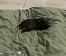 (Urgent) Guinea Pig for Adoption - Photo 3
