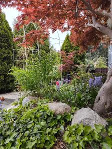 2 Beds 1 Bath basement suite in West CoquitlamCA$1,800 / Month - Photo 4