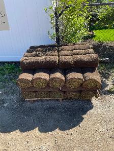 Free 600 sq soft Sod and Soil