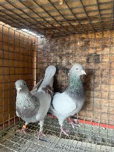 pigeons for sale tipplers - Photo 3