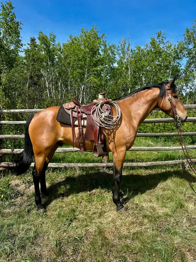 Draft cross gelding