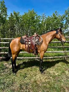 Draft cross gelding