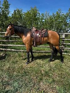 Draft cross gelding - Photo 2