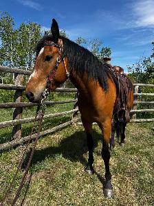 Draft cross gelding - Photo 3