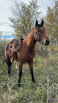 Draft cross gelding - Photo 4