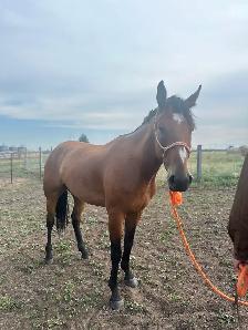 Draft cross gelding - Photo 5