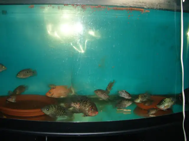FOR SALE RED TEXAS AND GREEN TEXAS FISH