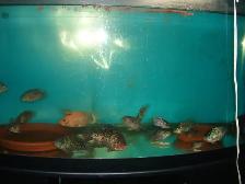 FOR SALE RED TEXAS AND GREEN TEXAS FISH