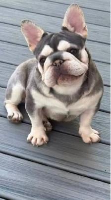 Wanted. ISO French Bulldog. Please read ad