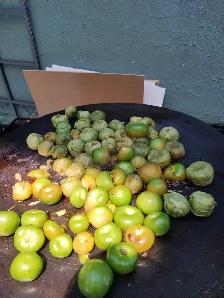 Authentic Mexican street tacos - Photo 4