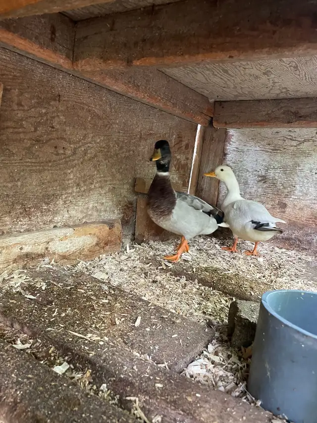 1 coq et 2 canards