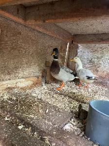 1 coq et 2 canards