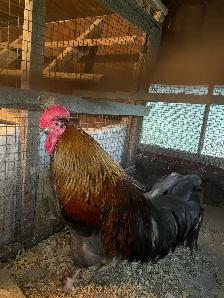 1 coq et 2 canards - Photo 2