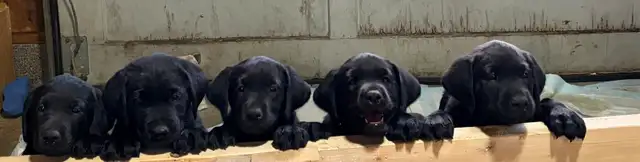 Labrador Puppies for sale