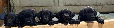Labrador Puppies for sale