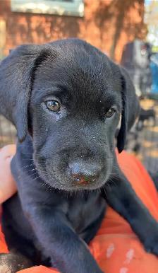 Labrador Puppies for sale - Photo 2