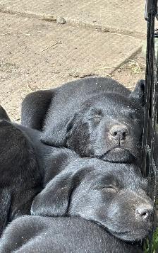 Labrador Puppies for sale - Photo 3
