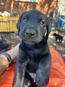 Labrador Puppies for sale - Photo 4