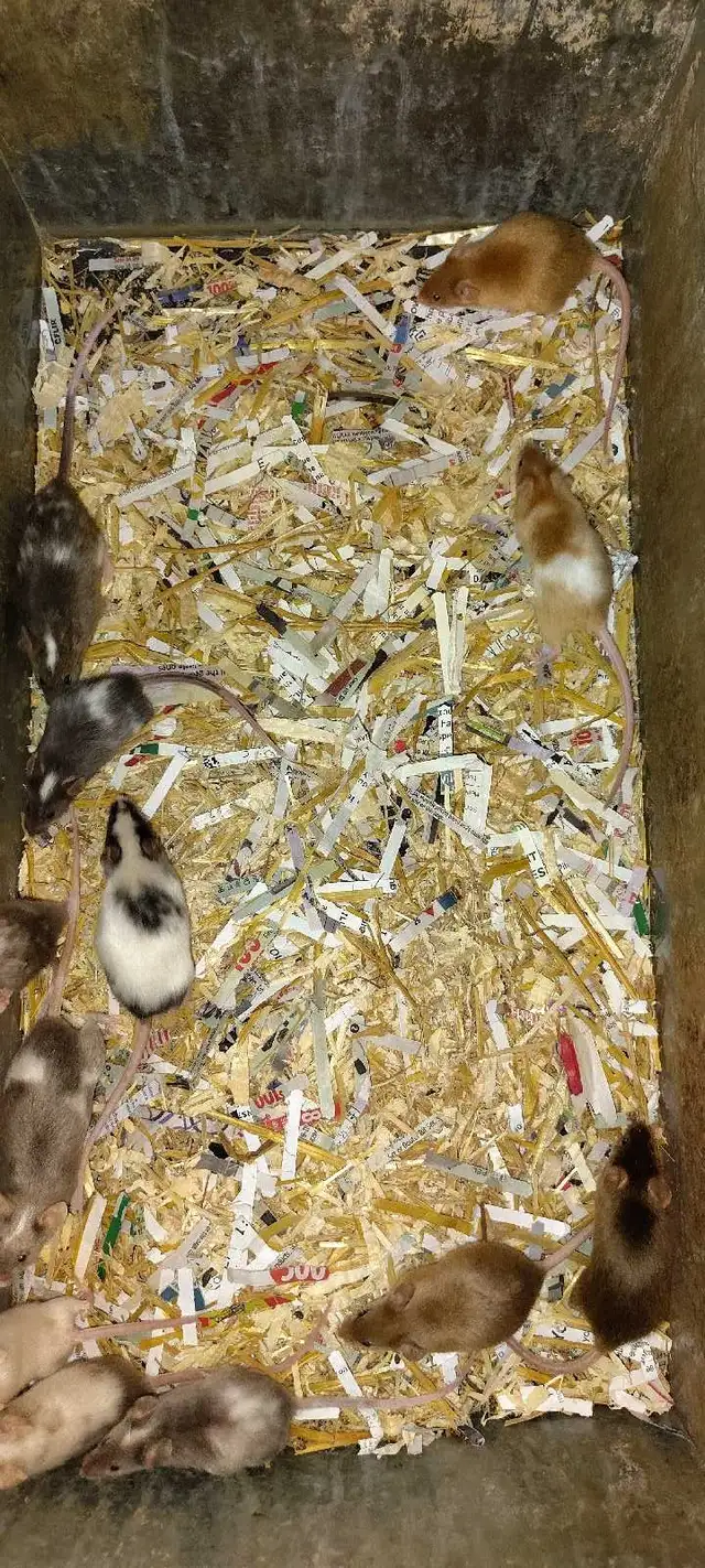 fancy mice - for pets or breeding, female