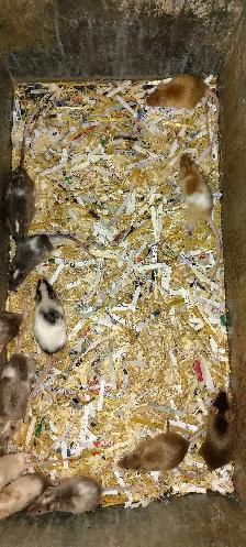fancy mice - for pets or breeding, female