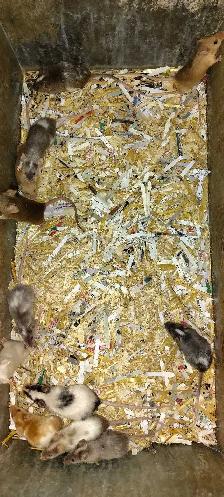 fancy mice - for pets or breeding, female - Photo 2