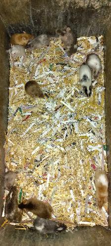 fancy mice - for pets or breeding, female - Photo 3