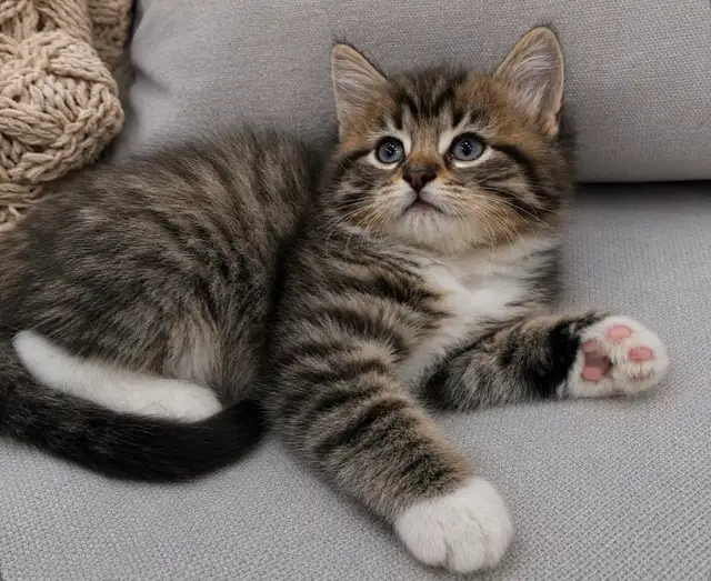 Chaton sibérien hypoallergenique