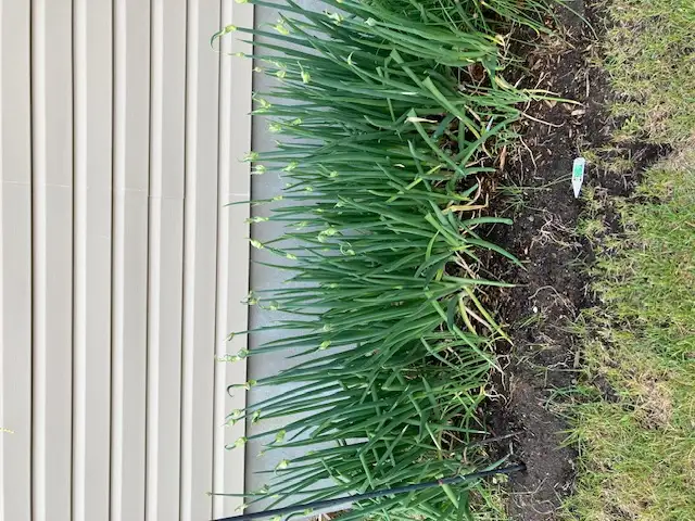 Winter onion bulbs