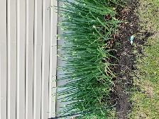 Winter onion bulbs