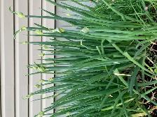 Winter onion bulbs - Photo 2