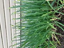 Winter onion bulbs - Photo 3