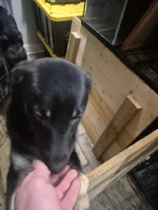 1 year old puppies