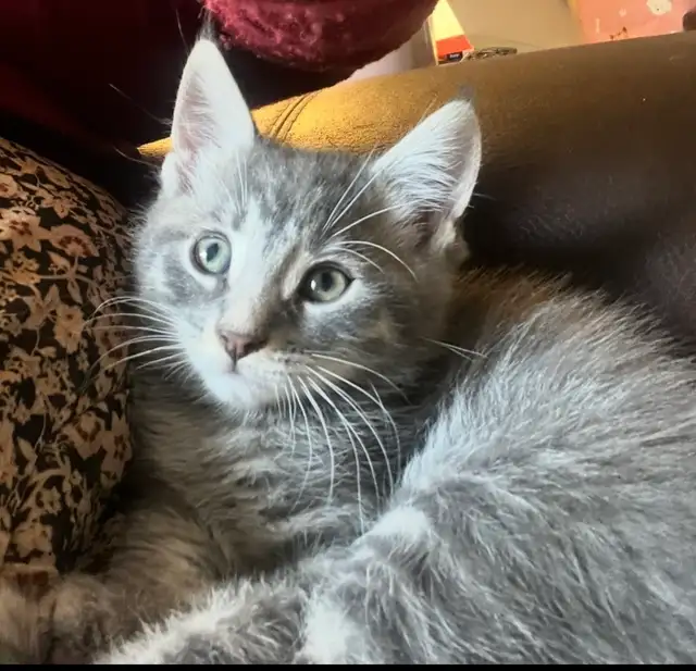 Free Kittens looking for their Forever Family